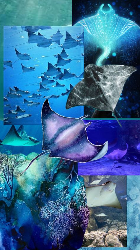 Stingray Wallpaper Iphone, Stingray Wallpaper Aesthetic, Sting Ray Aesthetic, Sting Ray Wallpaper, Manta Ray Aesthetic, Manta Ray Wallpaper, Sting Ray Art, Stingray Wallpaper, Cute Stingray