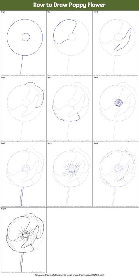 How to Draw Poppy Flower (Poppy) Step by Step | DrawingTutorials101.com Poppy Flower Drawing Step By Step, How To Draw Poppy, How To Draw A Poppy, How To Draw A Poppy Flower, Draw Poppy Flower, How To Draw Poppies, Red Poppy Drawing, Poppies Drawing, Poppy Flower Drawing