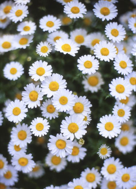 * Chrysanthemum Paludosum, Collage Material, Nice Flower, Green Pastures, Mums The Word, Daisy Field, Cottage Gardens, Green Pasture, Happy Flowers