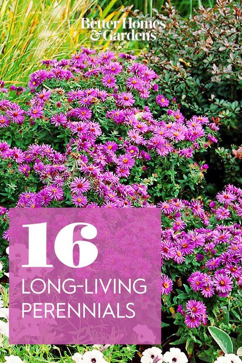 Low Perennial Flowers, New England Perennial Garden, New England Flowers, Front Yard Landscaping New England, New England Flower Garden, Fall Blooming Flowers, New England Aster, England Garden, Colorful Shrubs