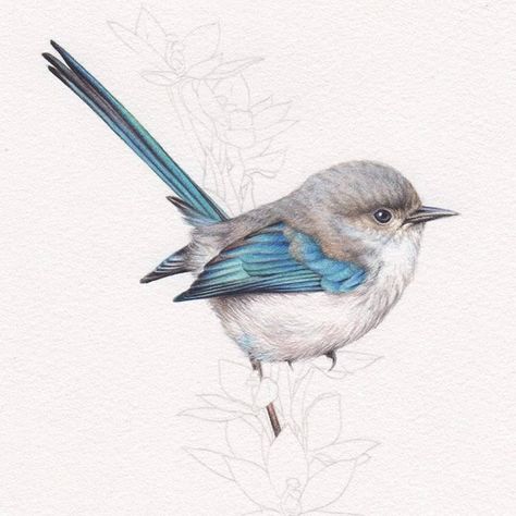 Heidi Willis, Watercolor Birds Tutorial, Blue Wren, Bird Clipart, Watercolour Inspiration, Australian Birds, Watercolor Painting Techniques, Colored Pencil Drawing, Art N Craft