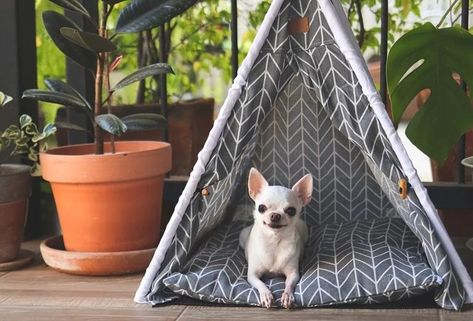 10 DIY Dog Tents You Can Build at Home (with Pictures) | Hepper Dog Teepee Diy, Diy Dog Tent Bed, Dog Tent Diy, Diy Dog Tent, Indoor Dog House Diy, Dog Tent Bed, Igloo Dog House, Types Of Chihuahua, Diy Dog Sweater