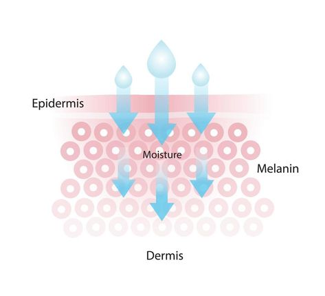 Infographic of skin moisture vector isolated on white background. The mechanism of nutrient absorption through healthy skin layer. Skin care and beauty concept illustration. Water On Skin, Skincare Infographic, Skin Illustration, Skin Inspiration, Skin Anatomy, How To Render, Hair Stenciling, Nutrient Absorption, Skin Layers