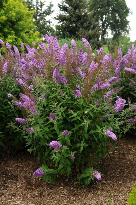 Butterfly Bushes, Plants That Attract Butterflies, Broadleaf Evergreen, Love Butterfly, Hgtv Garden, Plant Varieties, Estate Garden, Balcony Plants, Border Plants