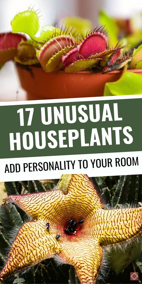 Find the perfect quirky addition for your home with these 17 unusual houseplants! With exotic and unique appearances, plants like the Fishbone Cactus and Trailing Jade bring personality and charm to your decor. Each plant is easy to care for and adds a creative twist to any space. Save this pin to explore beautiful, unconventional houseplants for a unique vibe. Fun House Plants, Weird Plants Unusual Flowers, Cool Houseplants, Unusual Houseplants, Unique House Plants, Fishbone Cactus, Strange Plants, Bat Flower, String Of Pearls Plant