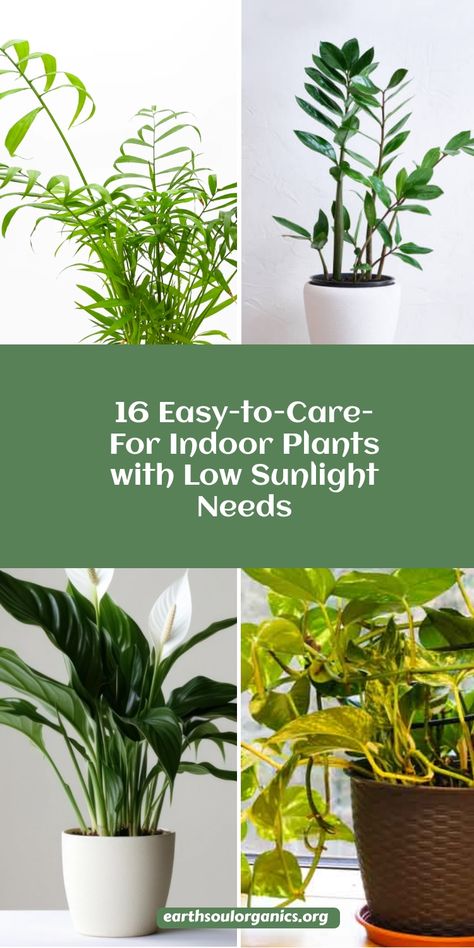 Want plants that thrive in low light? Check out these 16 indoor plants that don’t need a lot of sunlight! Ideal for busy plant lovers, these options are low-maintenance yet still lush and beautiful. Make your home or office a plant paradise, even in the shadows! #IndoorPlants #LowLightFriendly #GreenLiving Plants That Don't Need Sunlight, Low Maintenance Plants Indoor, Low Light Plants Indoor, Tomato Container Gardening, Big Indoor Plants, Low Maintenance Indoor Plants, Dark Rooms, Indoor Plants Low Light, Dracaena Plant