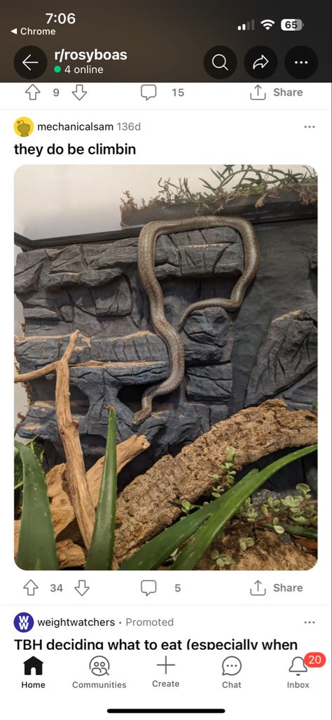 Rosy Boa Enclosure, Rosy Boa Snake, Boa Enclosure, Snake Enclosure Ideas, Rosy Boa, Snake Enclosure, Enclosure Ideas, Crested Gecko, Rock Wall