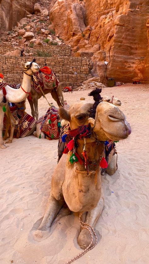 Middle East Travel Aesthetic, Jordan Middle East, Jordan Travel Aesthetic, Morocco Travel Aesthetic, Egypt Travel Aesthetic, Morroco Aesthetic Travel, Jordanian Aesthetic, Jordan Aesthetic Country, Jordan Country Aesthetic