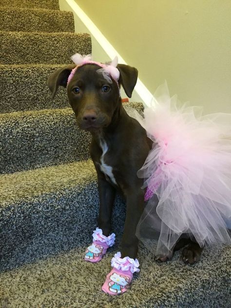 Dog costume. Pink ballerina tutu & bows. Pitbulls in tutus Cute Dog Halloween Costumes, Best Dog Halloween Costumes, Puppy Halloween Costumes, Cute Dog Costumes, Dog Print Tattoo, Puppy Costume, Diy Dog Costumes, Puppy Dress, Ballerina Tutu