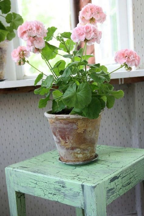 how-to-grow-geranium-indoors                                                                                                                                                                                 More Geraniums Indoors, Growing Geraniums, Pink Geranium, Potted Plants Outdoor, نباتات منزلية, Flower Pot Design, Deco Nature, Have Inspiration, Indoor Flowers