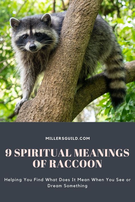 9 Spiritual Meanings of Raccoon Animals Symbolism, Baby Racoon, Spiritual Animals, Native American Beliefs, Spirit Animal Meaning, Animal Signs, Native American Totem, New Age Spirituality, Animal Meanings