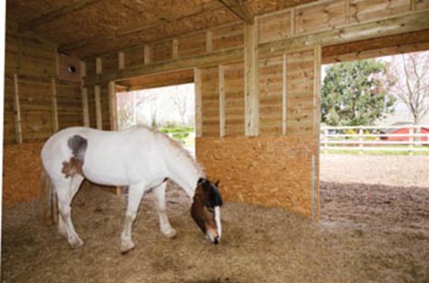 Run In Shed For Horses, Equine Stables, Group Housing, Horse Shed, Livestock Shelter, Horse Farm Ideas, Diy Horse Barn, Horse Barn Ideas Stables, Barn Stalls