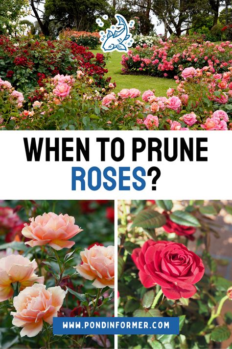 Prune your roses at the right time for a lush, blooming garden. Early spring pruning helps your roses thrive and produce more flowers. Follow our guide for the best rose pruning techniques.  #RosesPruning #GardeningTips #Pruning #GardenMaintenance #Gardening #FlowerCareGuide #PlantCareGuide #OptimalPruning #Roses #PruneRoses #Flower #PruningRoses #PruningCare #Prune #PondInformer #FlowerCare Country Roses Flower, How To Prune Rose Bushes, Pruning Roses In Fall, Spring Pruning, When To Prune Roses, Hydrangea Plant Care, Prune Roses, Rose Pruning, Hydrangea Plant