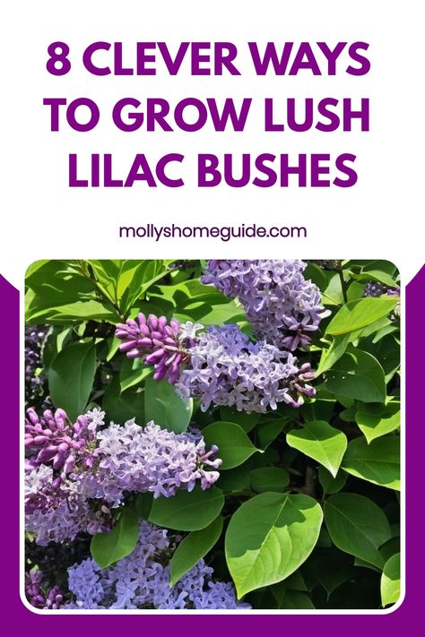 Discover the beauty of growing lilac bushes with these expert tips and tricks! Learn how to cultivate stunning lilac blooms in your garden with our comprehensive guide. From soil requirements to pruning techniques, we've got you covered every step of the way. Elevate your gardening skills and create a vibrant oasis filled with fragrant lilac flowers that will enchant all who visit. Unleash the full potential of your outdoor space by mastering the art of growing flourishing lilac bushes. Prune Lilac Bush, Lilac Varieties, Leaf Mulch, Tree In Autumn, Decorative Plants, Lilac Bushes, Lilac Tree, Landscape Garden, Lilac Flowers