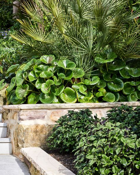 North Shore Charm — a generous and layered plant palette adds texture and life to the sandstone framed garden beds throughout the property. Featured species include Ligularia Reniformis, Trachelospermum Jasminoides and Shamrock.⁠ Ligularia Reniformis, Beach View House, Boulder House, Plant Palette, Trachelospermum Jasminoides, Harbor House, House Viewing, California Dreamin', Garden Pool