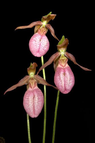 Cypripedium acaule, Pink Ladyslipper, Fulton Co., GA | by Brad Wilson, DVM Monkey Orchid, Pink Lady Slipper, Orchid Images, Slipper Orchid, Lady Slipper Orchid, Lady Slipper, Hibiscus Plant, Wild Orchid, Orchid Care