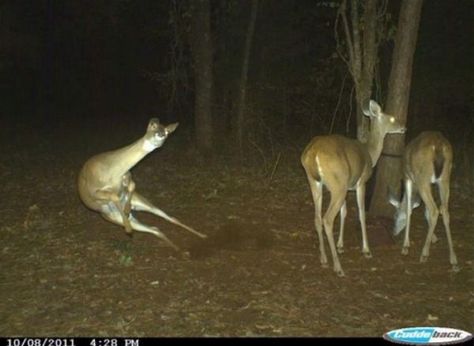 Trail Cam Photos Reveal What Wild Animals Do When Humans Aren't Around - Neatorama Bizarre Animals, Trail Cam, Hunting Humor, Trail Camera, Wildlife Photos, Animal Behavior, Life Photo, Animal Photo, Animals Wild