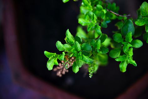 The process of harvesting and storing holy basil plants (Ocimum tenuiflorum) is relatively basic and is best done early in the day and once picked, you can use the basil fresh or you can also dry or freeze it and it will last for around a year. Holy Basil Benefits, Types Of Basil, Best Herbal Tea, Basil Leaf, Basil Plant, Adaptogenic Herbs, Thai Basil, Holy Basil, Cold Remedies