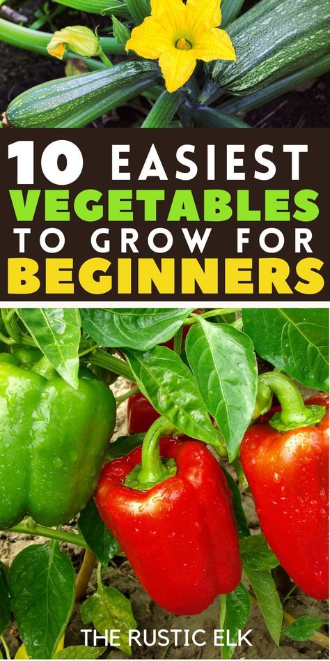 Discover the joy of gardening with our top tips for beginners! Find out which vegetables are the easiest to grow, even if you've never planted before, plus how to start and grow each one. Get started on your green thumb journey and enjoy fresh, home-grown produce straight from your backyard. Your beginner gardener success starts here! How To Start Vegetable Garden, How To Start A Vegetable Garden, Fruit And Vegetable Garden, Easiest Vegetables To Grow, Start Gardening, Growing Your Own Food, When To Plant Vegetables, Growing Garden, Vegetables To Grow