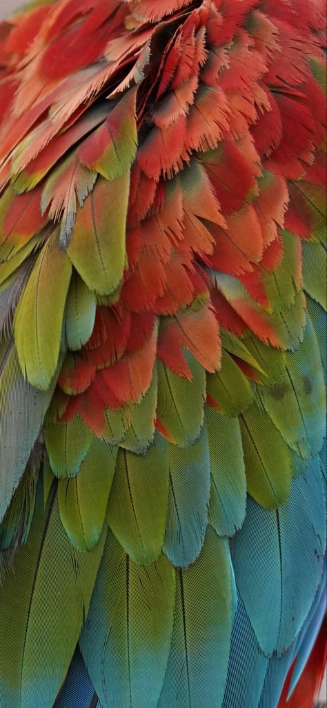 Tropical Bird Aesthetic, Parrot Aesthetic Wallpaper, Colorful Pirate Aesthetic, Tropical Birds Aesthetic, Green Parrot Aesthetic, Scarlet Macaw Aesthetic, Grian Aesthetic, Macaw Aesthetic, Parrot Aesthetic