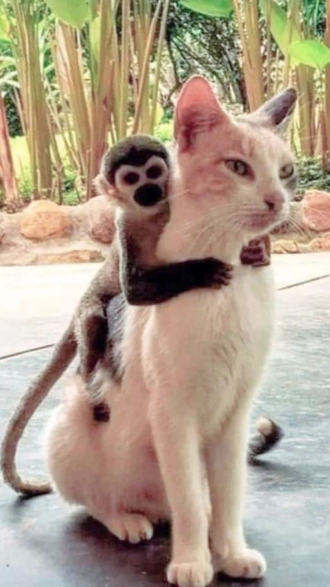 Unusual Animal Friends, Unlikely Animal Friends, Unusual Animal Friendships, Animal Friendships, Odd Couples, Animal Humor, Animals Friendship, Unusual Animals, Cat Facts