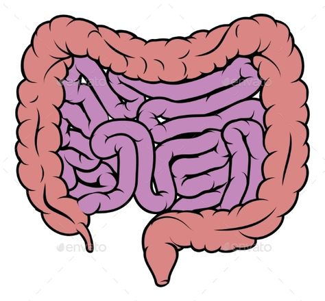 Intestine Gut Digestive System Diagram #Gut, #Intestine, #Digestive, #Diagram Intestines Anatomy, Human Body Art, Diagram Design, Anatomy Drawing, Drawing Easy, Anatomy Art, Digestive System, Art Reference Photos, Photo Illustration