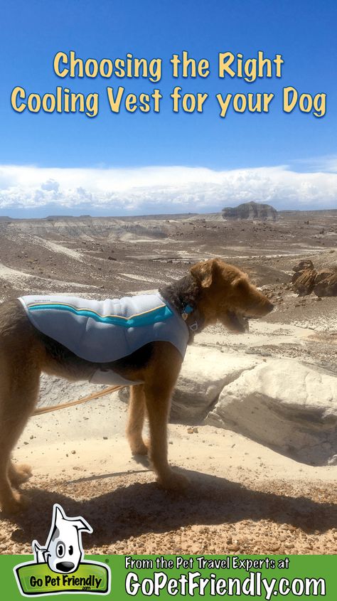 Caucasian Ovcharka, Dog Cooling Vest, Dog Gadgets, Cooling Vest, Hiking Dogs, Dog Adventure, Dog Safety, Dog Help, English Bulldogs