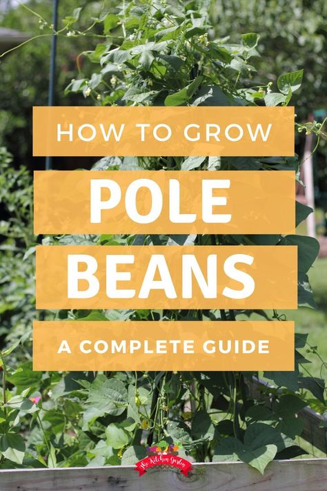 Learning how to grow pole beans will give you a delicious and easy to grow crop for your spring or summer vegetable garden. Pole beans are also perfect for vertical gardening. Grow Vertically, Indoor Gardening Supplies, Tattoo Plant, Succession Planting, Container Garden Design, Pole Beans, Indoor Gardens, Organic Gardening Tips, Olive Garden