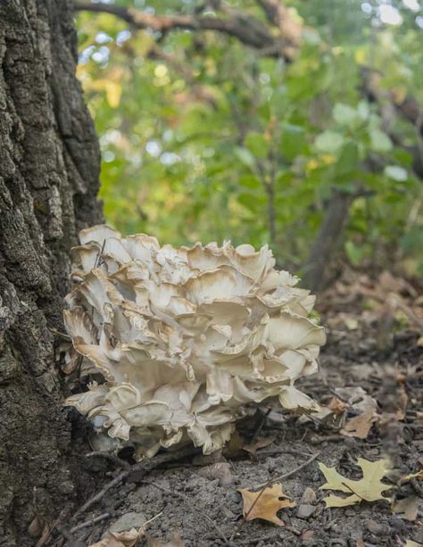 Hen of the Woods Mushroom Steaks - Forager | Chef Forager Chef, Mushroom Steaks, Mystical Mushrooms, Vegetarian Steak, Mushroom Steak, Hen Of The Woods, Book Tasting, Grill Press, Finishing Salt