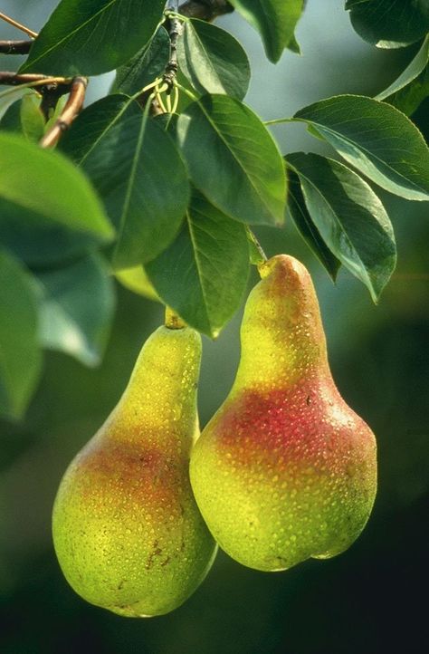 Pear Varieties, Fruit Tree Garden, Tree Plan, Picture Tree, Pear Fruit, Chocolate Oatmeal, Edible Arrangements, Pear Trees, Pear Tree