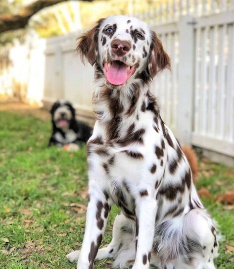 Brown Dalmatian Puppy, Long Coated Dalmatian, Dalmatian Long Hair, Long Coat Dalmatian, Pretty Dog Breeds, Fluffy Dalmatian, Long Haired Dalmatian, Brown Dalmatian, Puppies Near Me