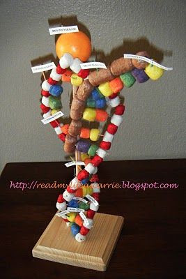 Read My Life As Carrie: Biology Project: 3D model of DNA Transcription How To Make A Dna Model Project, Dna Replication Model Project Biology, How To Make Dna Model, Dna Double Helix Model Projects, Dna 3d, Dna Replication Model, Dna Transcription, Dna Project, Biology Projects