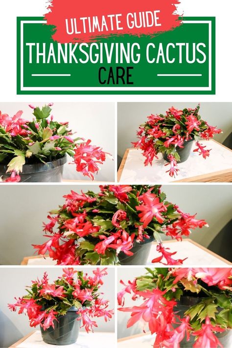 Thanksgiving Cactus Vs Christmas Cactus, Thanksgiving Cactus Propagation, Thanksgiving Cactus Care Tips, Thanksgiving Cactus Care, Cactus Propagation, Orchid Soil, Repotting Plants, Plants Unique, Christmas Cactus Care