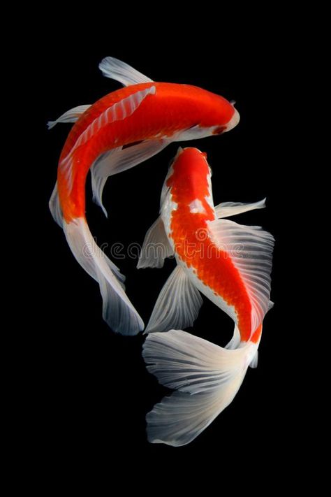 Koi Fish Black And White, Butterfly Koi Fish, Fish Black And White, Karp Koi, Butterfly Koi, Ikan Air Tawar, Koi Painting, Koi Fish Drawing, Pretty Fish