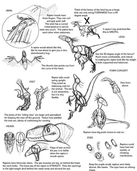 Raptor Art Reference, Raptor Pose Reference, Raptor Drawing Reference, Dinosaur Anatomy Drawing, Dinosaur Reference Drawing, Raptor Dinosaur Drawing, Raptor Anatomy, Raptor Reference, Raptor Sketch