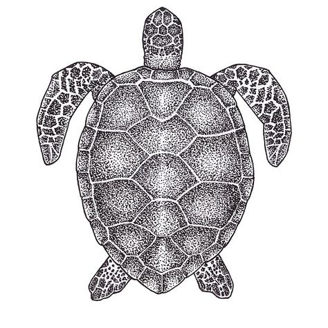 Meaningless Tattoos, Turtle Sketch, Animal Line Drawings, Turtle Top, Aquatic Animal, Dotted Drawings, Easy Animal Drawings, Turtle Drawing, Stippling Art