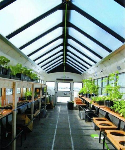 Repurposed old school bus greenhouse Mobile Greenhouse, Plant Truck, School Bus House, Bus Home, Converted Bus, Old School Bus, Bus Ideas, Bus Living, Bus Conversions