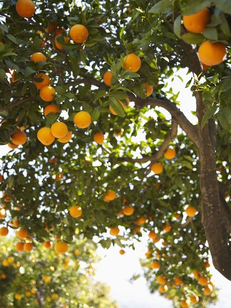 Grapefruit Tree, Meyer Lemon Tree, Small City Garden, Orange Trees, Orange Plant, Avocado Tree, Citrus Trees, Orange Tree, Tree Roots