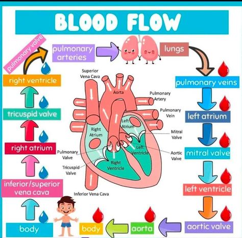 Blood Circulation Diagram, Cardiovascular Technologist, Coronary Circulation, Med School Study, Cardiac Cycle, Nurse Study, Medical Study, Brain Storming, Nursing 101