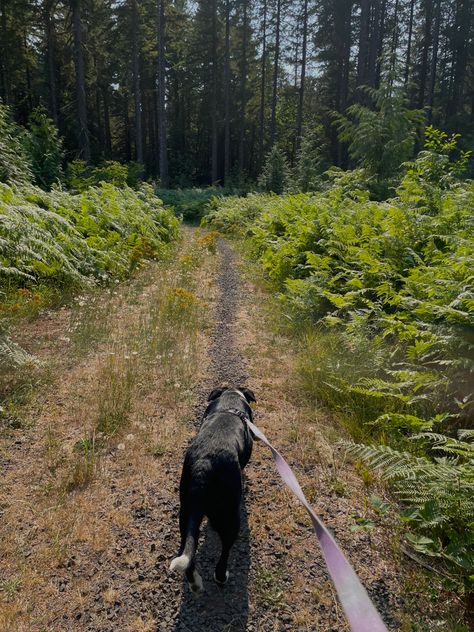 Walk Home Aesthetic, Walking A Dog, Long Walks Aesthetic, Walking Dogs, Dog Walker Aesthetic, Nature Walk Aesthetic, Walking Your Dog Aesthetic, Walk Dog, Walking A Dog Aesthetic