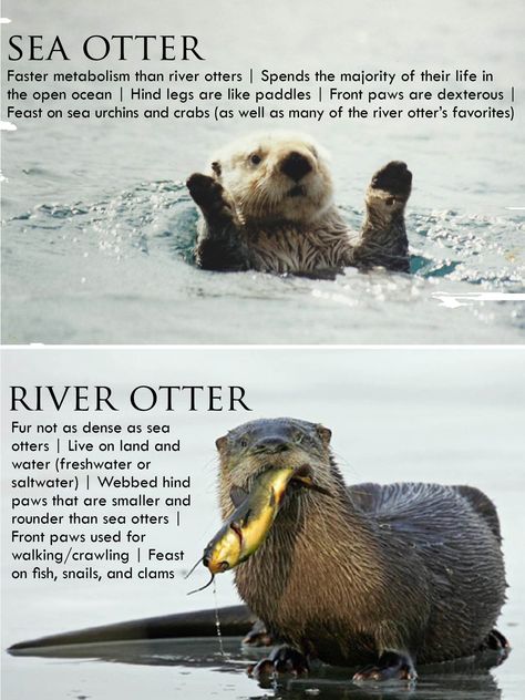 Cute Otters Holding Hands Quotes. QuotesGram by @quotesgram Otters Holding Hands, Significant Otter, Otter Art, Otter Love, Sea Otters, Baby Otters, River Otter, Sea Otter, Animal Facts