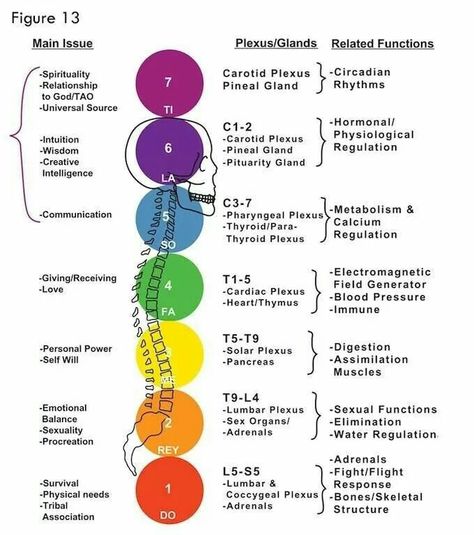 7 Chakras Explained Chakra Health, The Seven Chakras, Yoga Kundalini, Chakra Activation, Chakra System, Seven Chakras, Endocrine System, Les Chakras, Kundalini Yoga