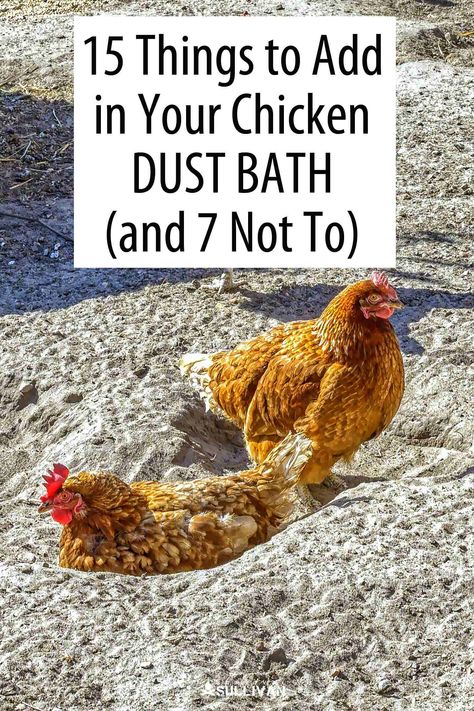 Chicken Area Backyard, Dust Bath Recipe, Chicken Dirt Bath, Chicken Coop Decorating Ideas, Chicken Dust Bath, Dust Bath For Chickens, Chicken Coups, Cute Chicken Coops, Chicken Coop Garden