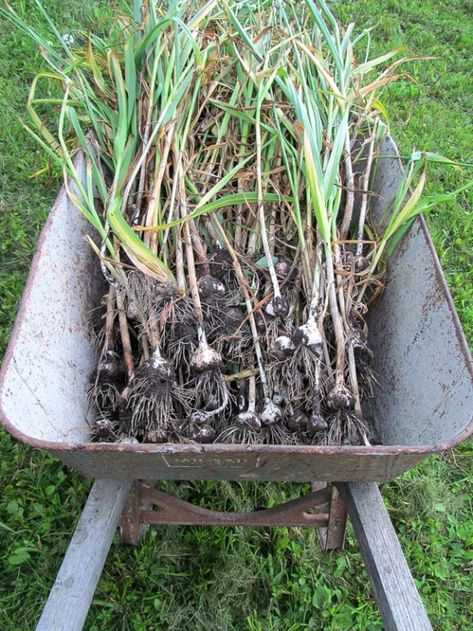 Growing Garlic as a Perennial Pasta Recipes Garlic, Garlic Pasta Recipes, Curing Garlic, Garlic Planting, Garlic Harvest, Garlic Garden, Garlic Pasta Recipe, Gardening Tattoo, Pasta Garlic