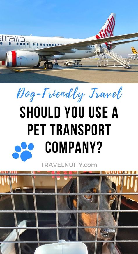 Planning on flying with your pet soon and not sure whether you should use a pet transport company? Find out about the pros and cons Dog Travel Crate, Dog Travel Accessories, Pet Transport, Dog Travel Bag, Flying Dog, Family Vacation Planning, Transport Companies, Hiking Dogs, Pet Sitters