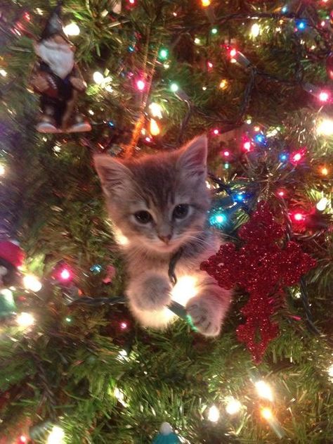 Community Post: 14 Signs Your Cat Is More Excited About Christmas Than You Are Nosara, Christmas Kitten, Söt Katt, Cute Cats And Kittens, Christmas Animals, Beautiful Cats, 귀여운 동물, Christmas Cats, Crazy Cats