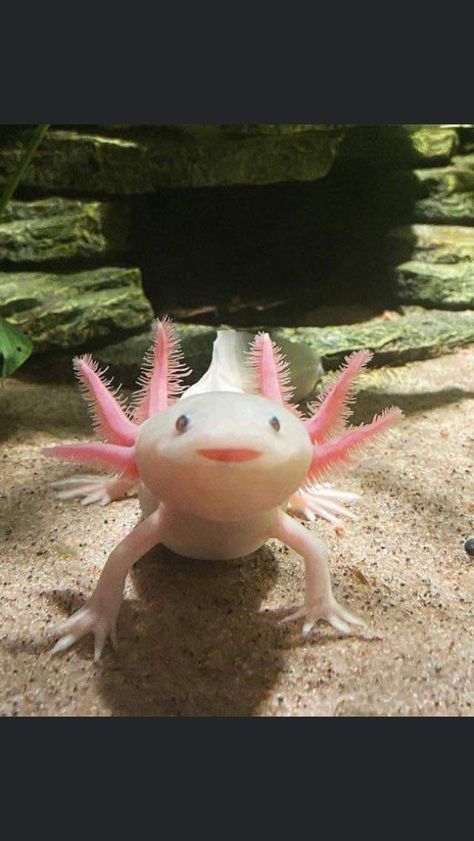 Axotol Pets, Cute Axalotal, Axolotls Cute, Gfp Axolotl, Cute Aquatic Animals, Axolotl Pictures, Axolotl Cute, Cute Axolotl, Cute Reptiles