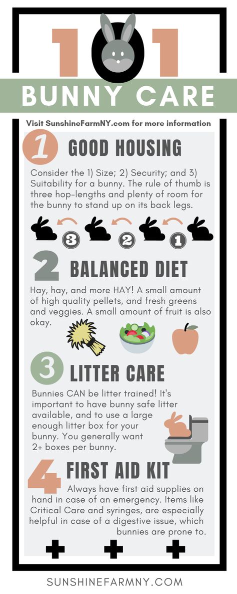 How to care for bunny rabbits 101. What you need to know about caring for bunnies. | Sunshine Farm #bunnyrabbit #bunnycare #rabbitcare Things To Know About Bunnies, Rabbit Care Tips, Rabbit Pet Care, Pet Bunny Care, Rabbit Needs, How To Care For Rabbits, How To Take Care Of Bunnies, Bunny Must Haves, Rabbit Care For Beginners