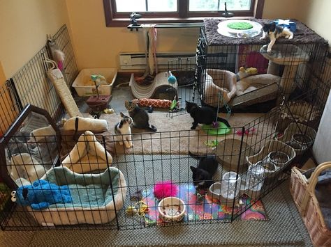 Kitten Setup Ideas, Foster Kitten Room Ideas, Foster Cat Room, Diy Kitten Playpen, Foster Kittens Setup, Kitten Play Area, Foster Kitten Room, Kitten Fostering, Kitten Playpen