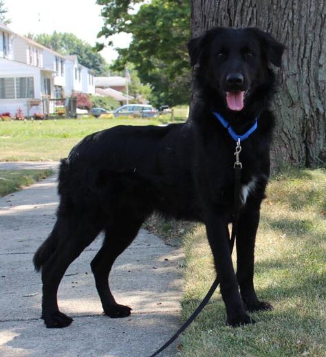 Black Lab Golden Retriever Mix Puppies, Border Collie Black Lab, Black Lab Mix Dogs, Golden Retriever Black, Golden Retriever Mix Puppies, Black Retriever, Black Golden Retriever, Black Lab Mix, Golden Retriever Rescue